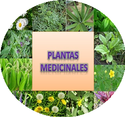 Formación Terapeutas en Plantas Medicinales